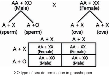 XX-XO type chromosomes
