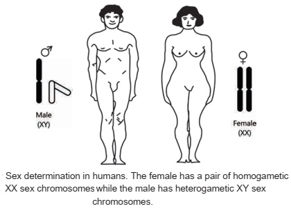 XY type (XX-XY) type chromosomes